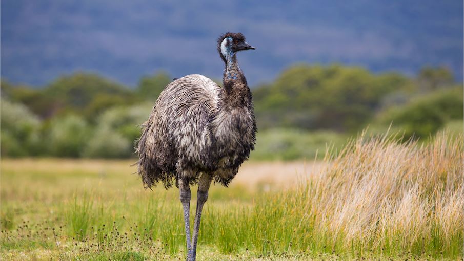 Emu Meat