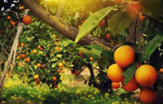 Florida Oranges