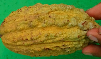 Sierra Nevada de Santa Marta porcelana cacao