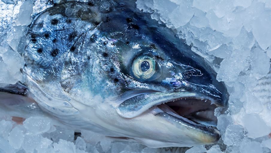 Tasmanian Atlantic Salmon
