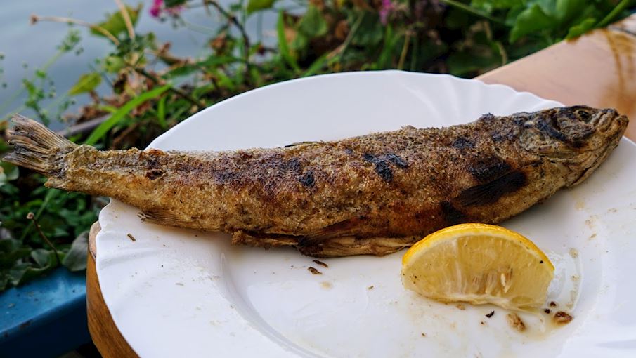 Ohrid Trout