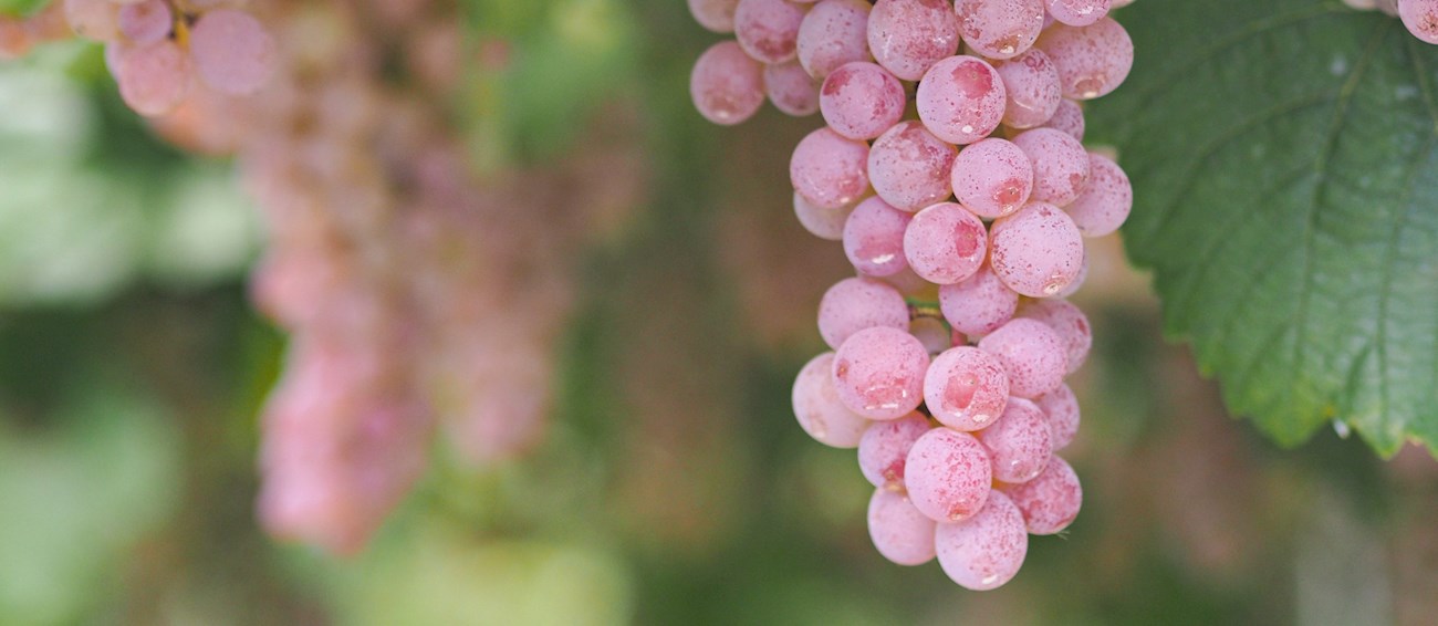 Top 3 Japanese Grapes