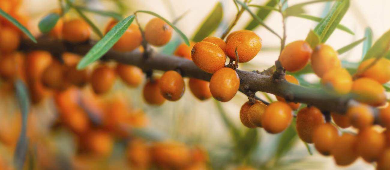 Top 6 Asian Berries