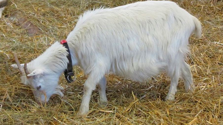 Lapp Goat