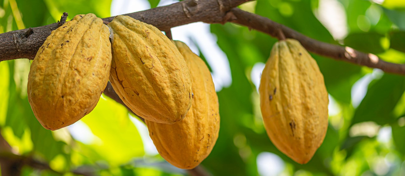 Top 9 South American Cocoa Beans