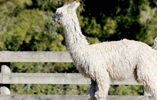 Suri alpaca
