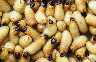 South American palm weevil larvae