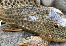 Top 3 Peruvian Fishes 