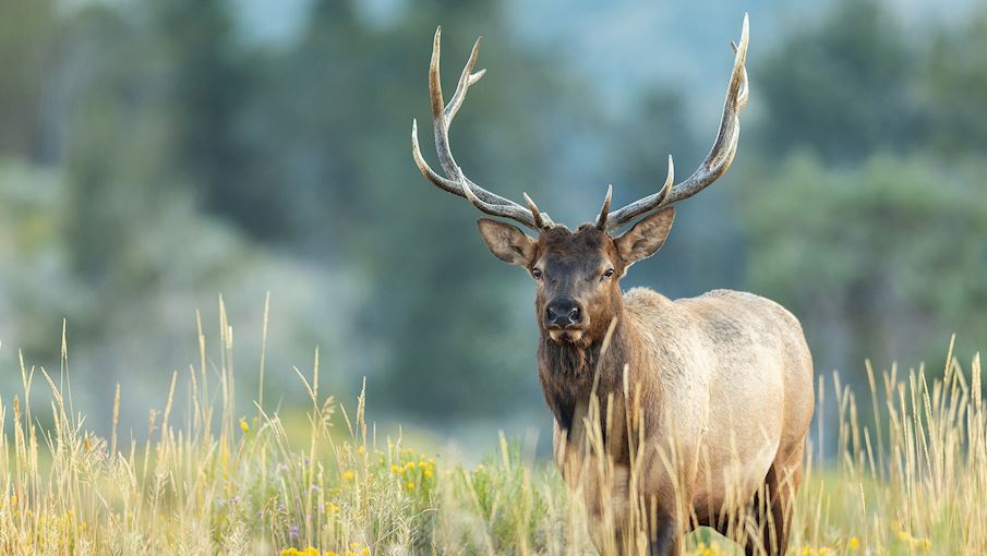 Elk