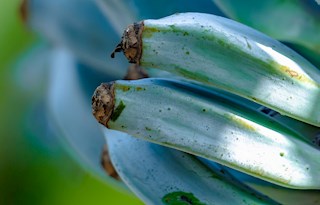 Blue Java banana
