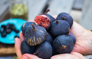 Black Mission Figs