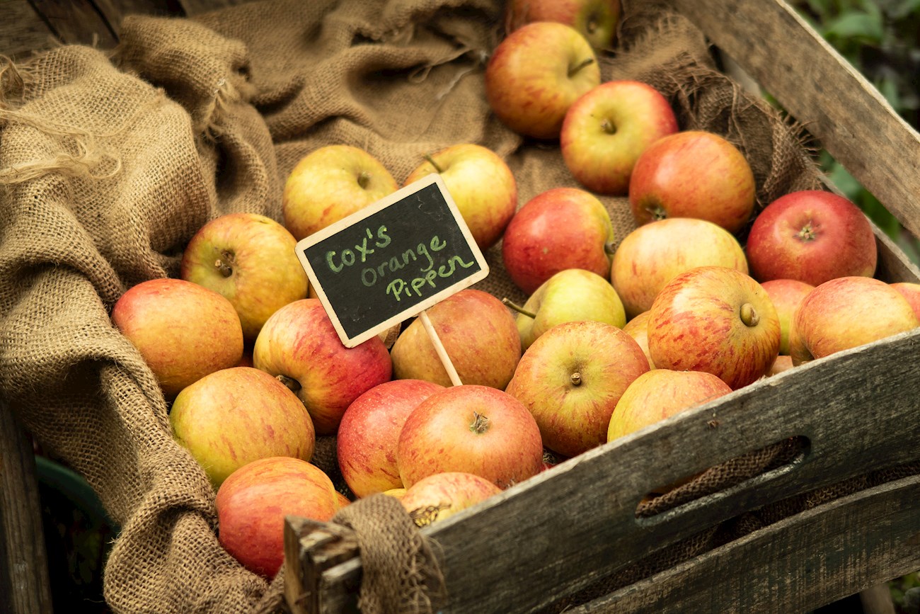 Top 5 Southeastern English Fruits