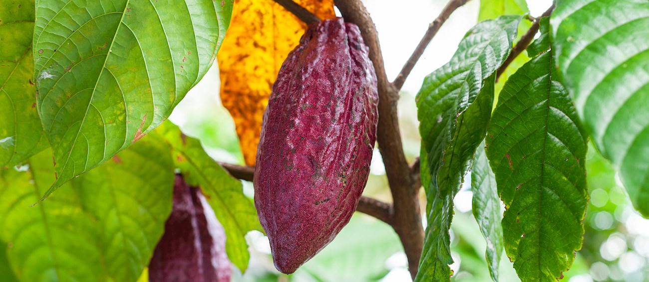 Top 13 Cocoa Beans in the World