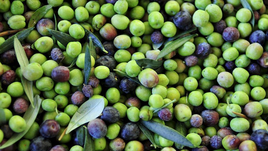 Arbequina