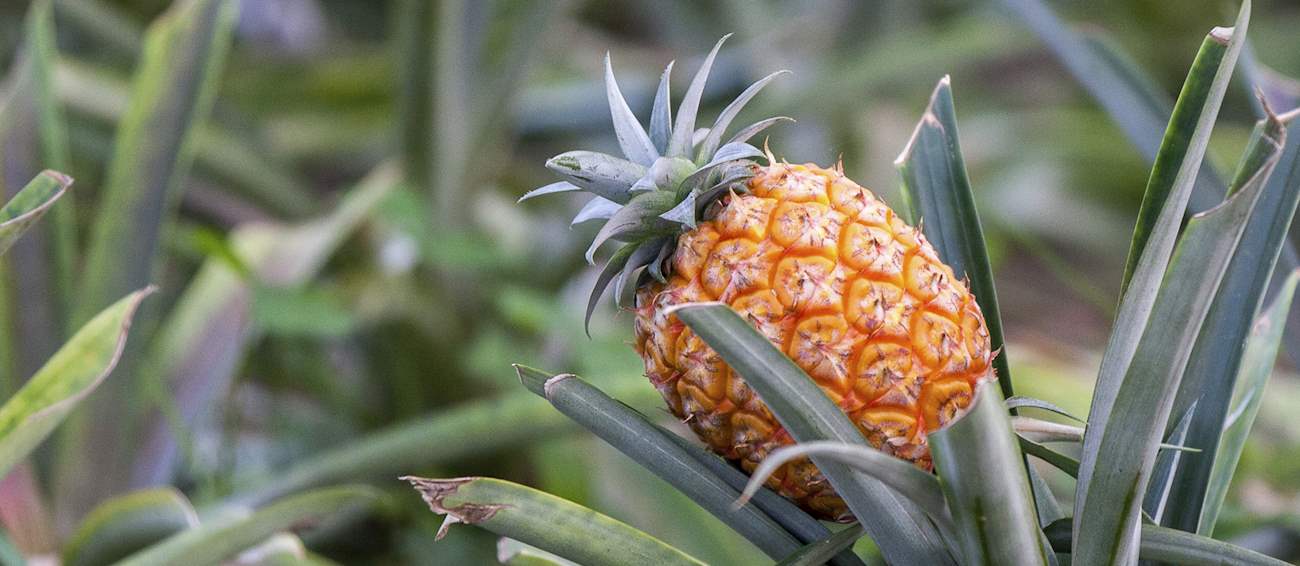 Ananás Dos Açores Local Pineapple From São Miguel Island, Portugal