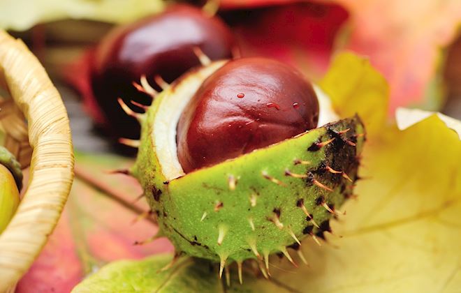 Chestnuts of the World: 20 Chestnuts Types | TasteAtlas