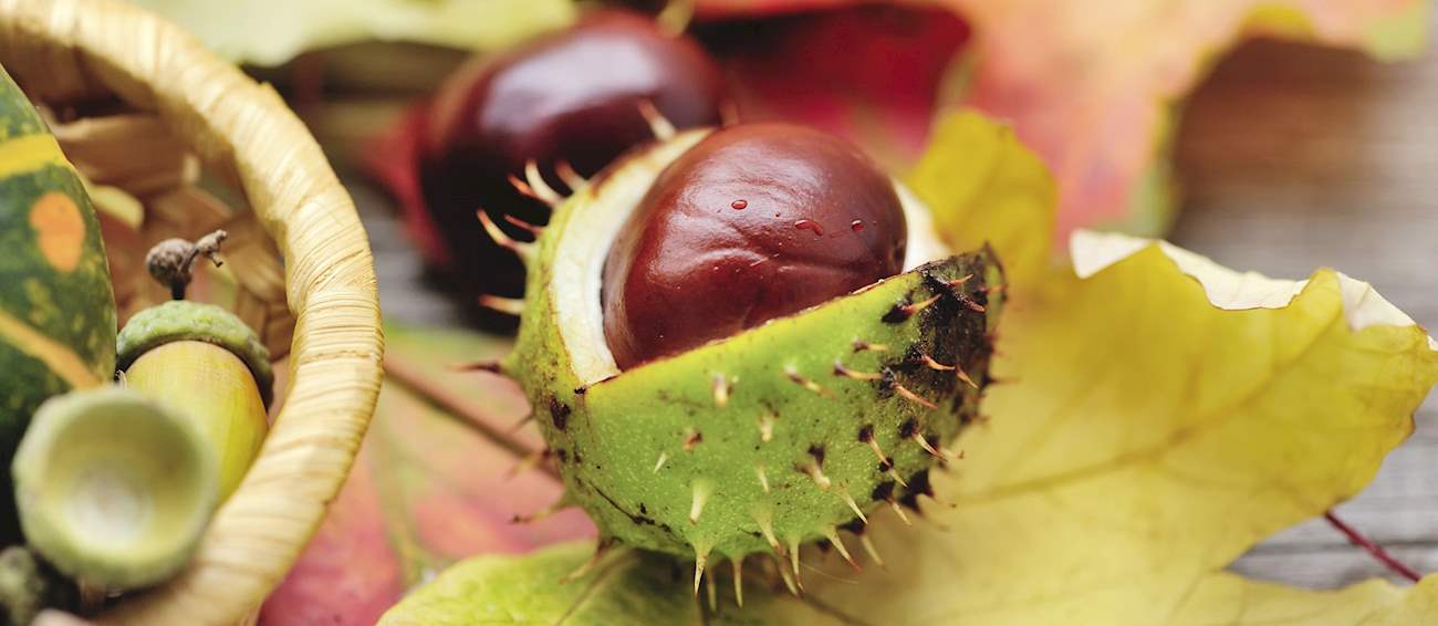 4 Most Popular Portuguese Chestnuts - TasteAtlas