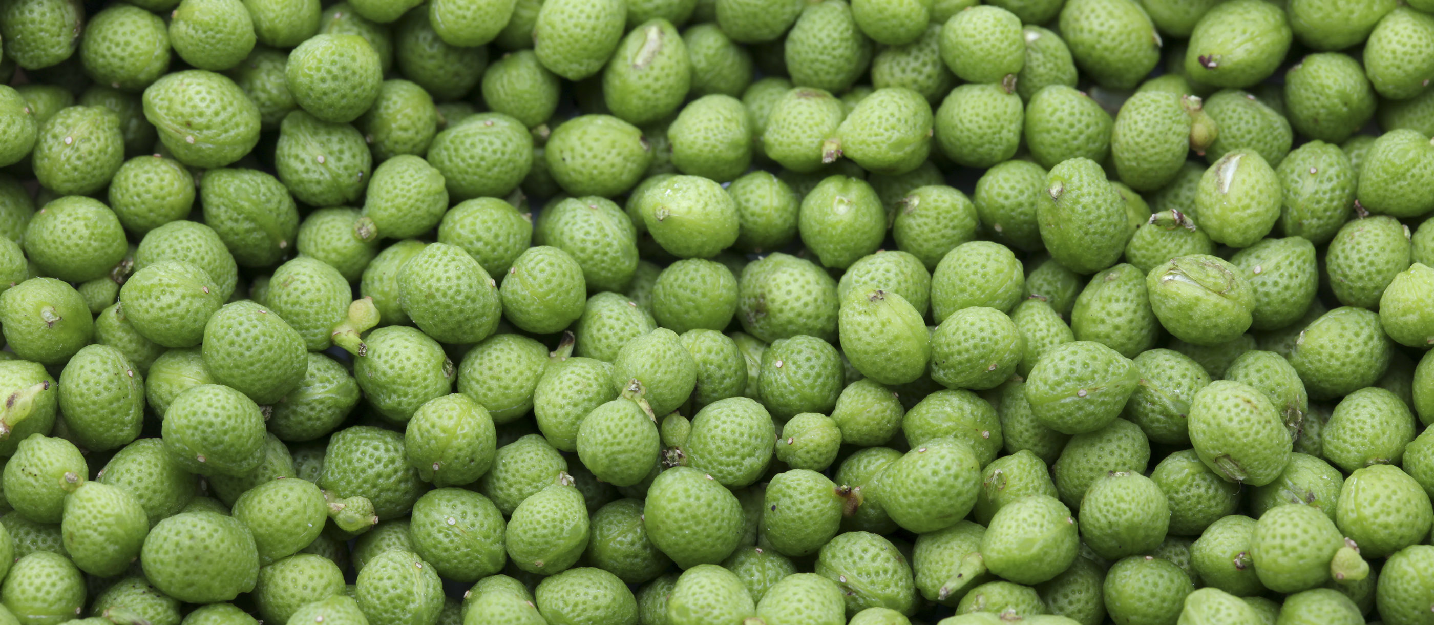 50 Most Popular Herbs And Spices in The World TasteAtlas