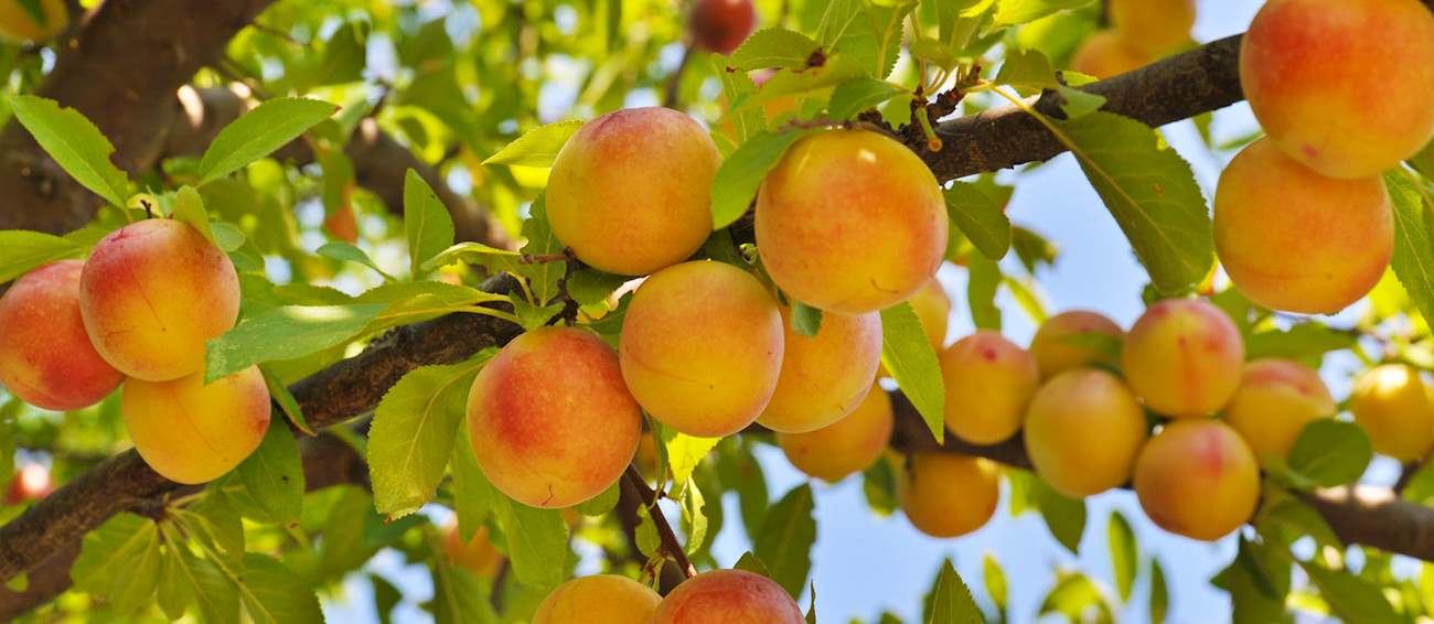 4 Most Popular Italian Peaches - TasteAtlas