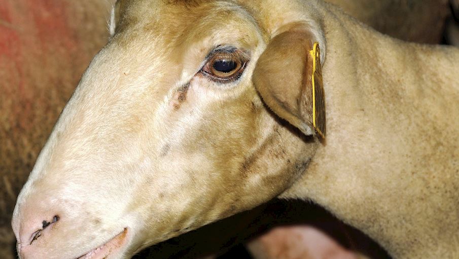 10 Most Popular French Sheep TasteAtlas