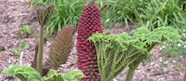 10 Most Popular South American Plants TasteAtlas