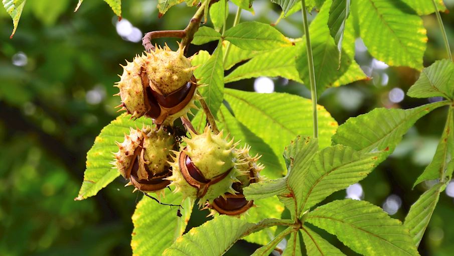 4 Most Popular Portuguese Chestnuts - TasteAtlas