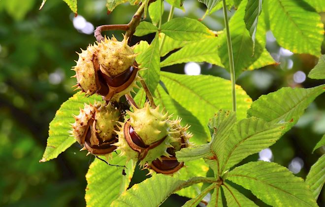 Chestnuts of the World: 20 Chestnuts Types | TasteAtlas