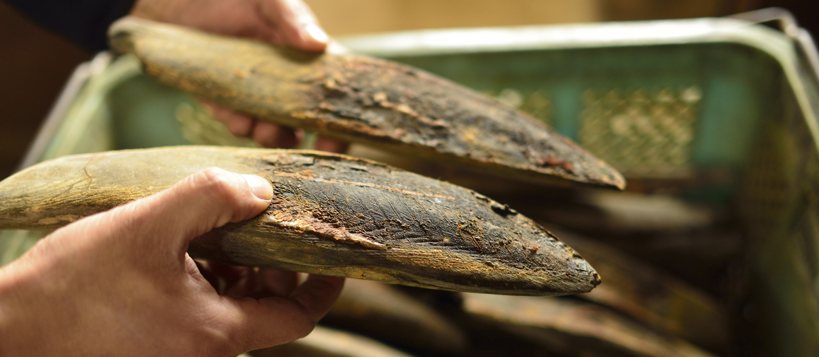 katsuobushi fish