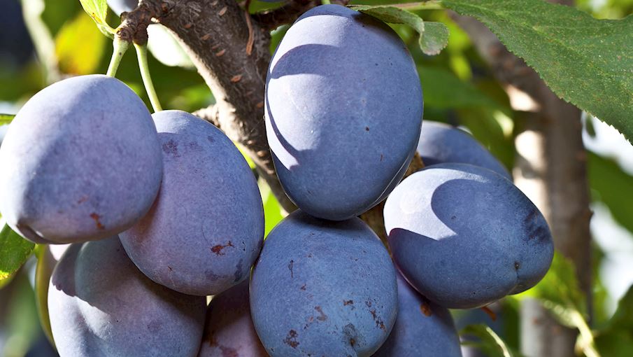 6 Most Popular European Plums TasteAtlas