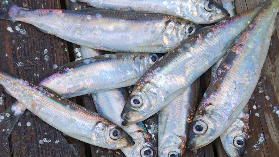 10 Most Popular European Preserved Fish TasteAtlas