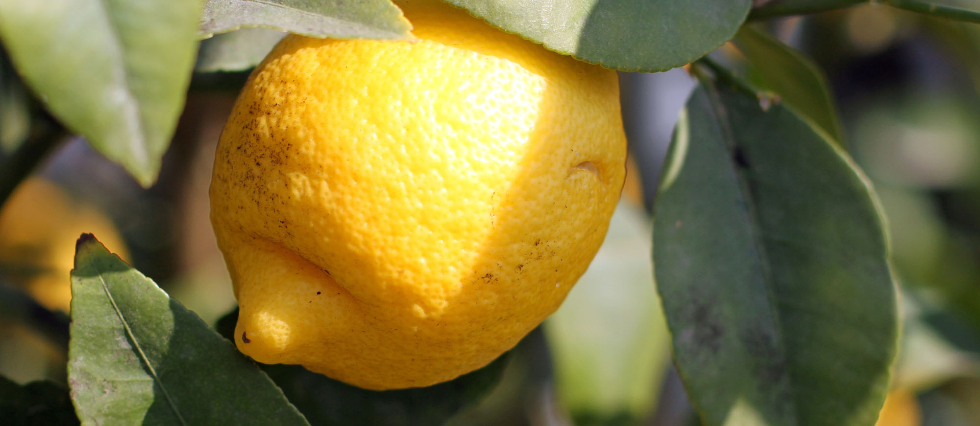 6-most-popular-italian-lemons-tasteatlas