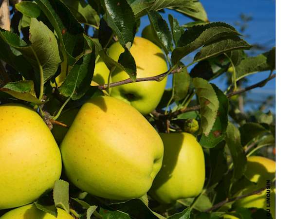 Pomme Du Limousin Local Apple From Limousin France