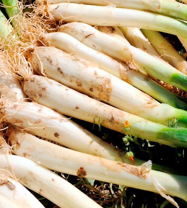Scallion Types Scallions of the World: 4 Scallion Types - TasteAtlas