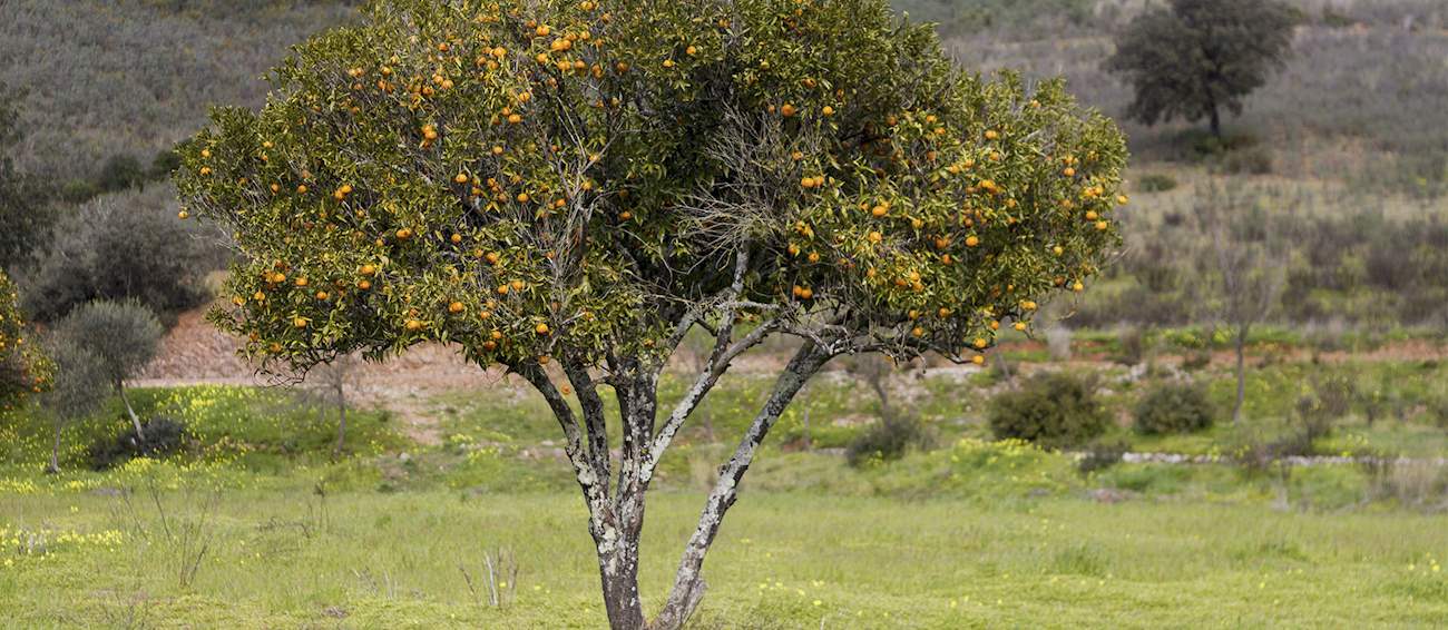 10-most-popular-portuguese-fruits-tasteatlas