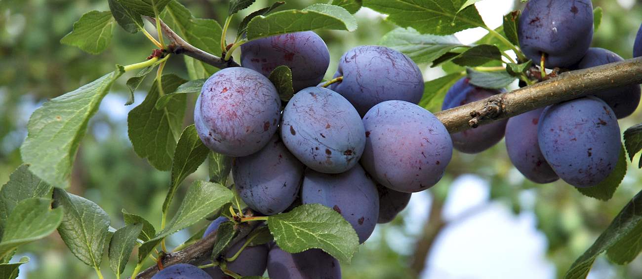 4 Best Fruits in Trentino - TasteAtlas