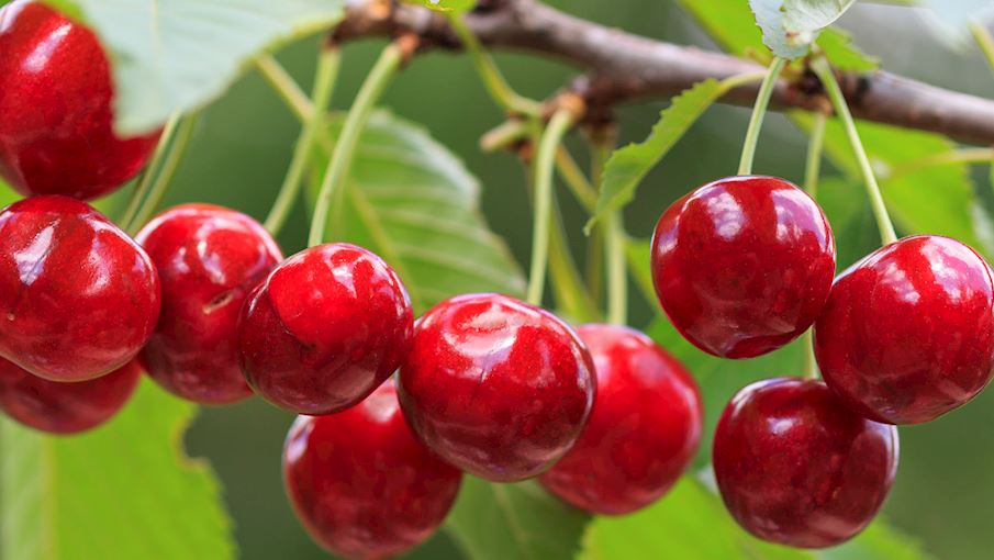 10 Most Popular European Cherries - TasteAtlas