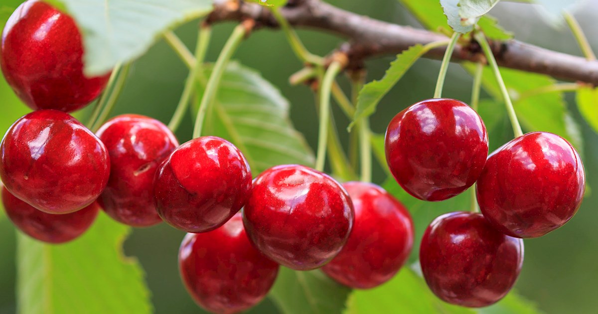 10 Different Types of Cherries - Popular Cherry Varieties to Know