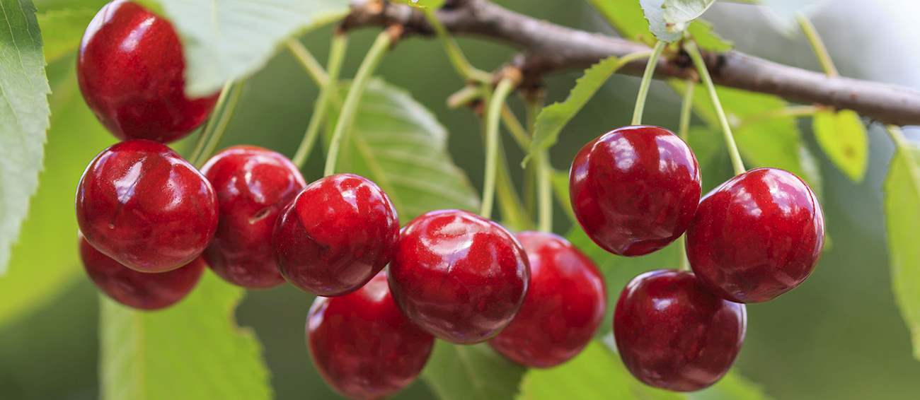 4 Best Cherries in the World TasteAtlas