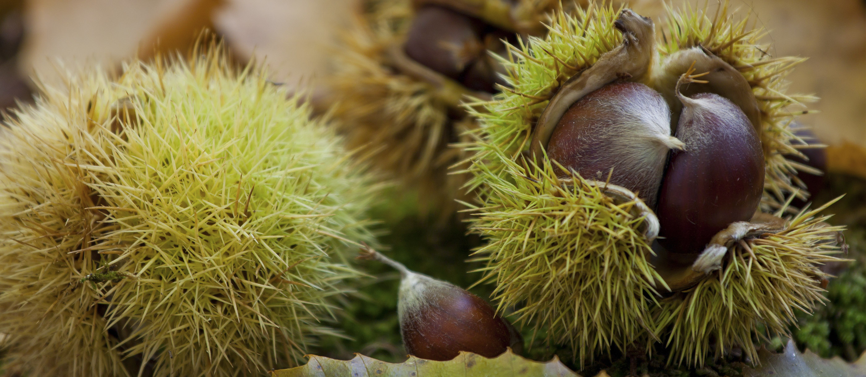 Marrone di Roccadaspide | Local Chestnuts From Province of Salerno, Italy