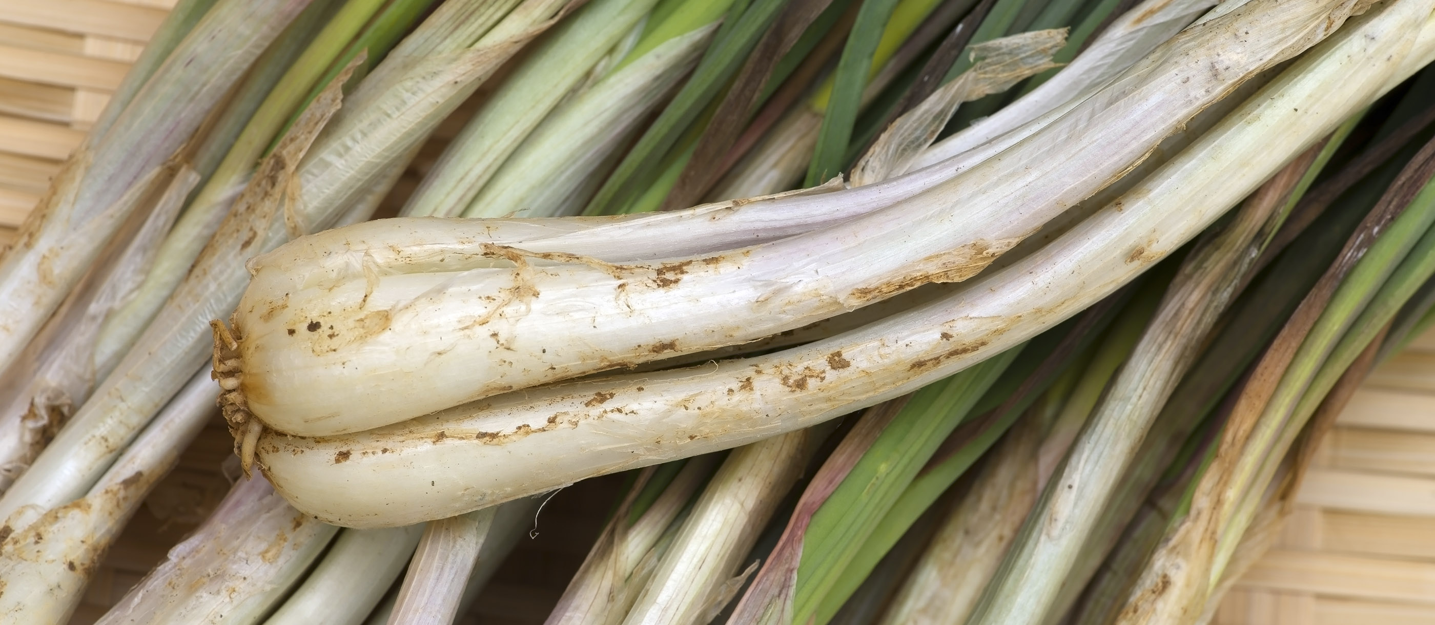 chinese-onion-local-bulb-vegetable-from-china