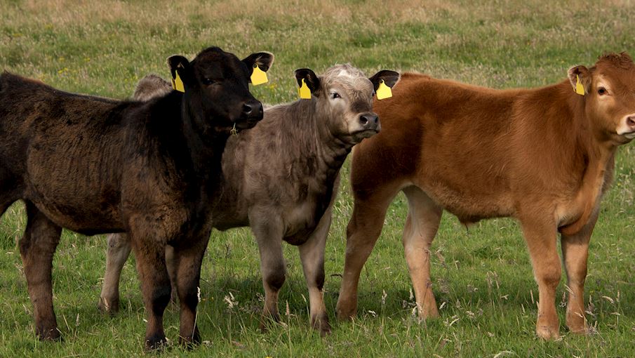 3 Most Popular Scottish Beef Cattle Breeds TasteAtlas