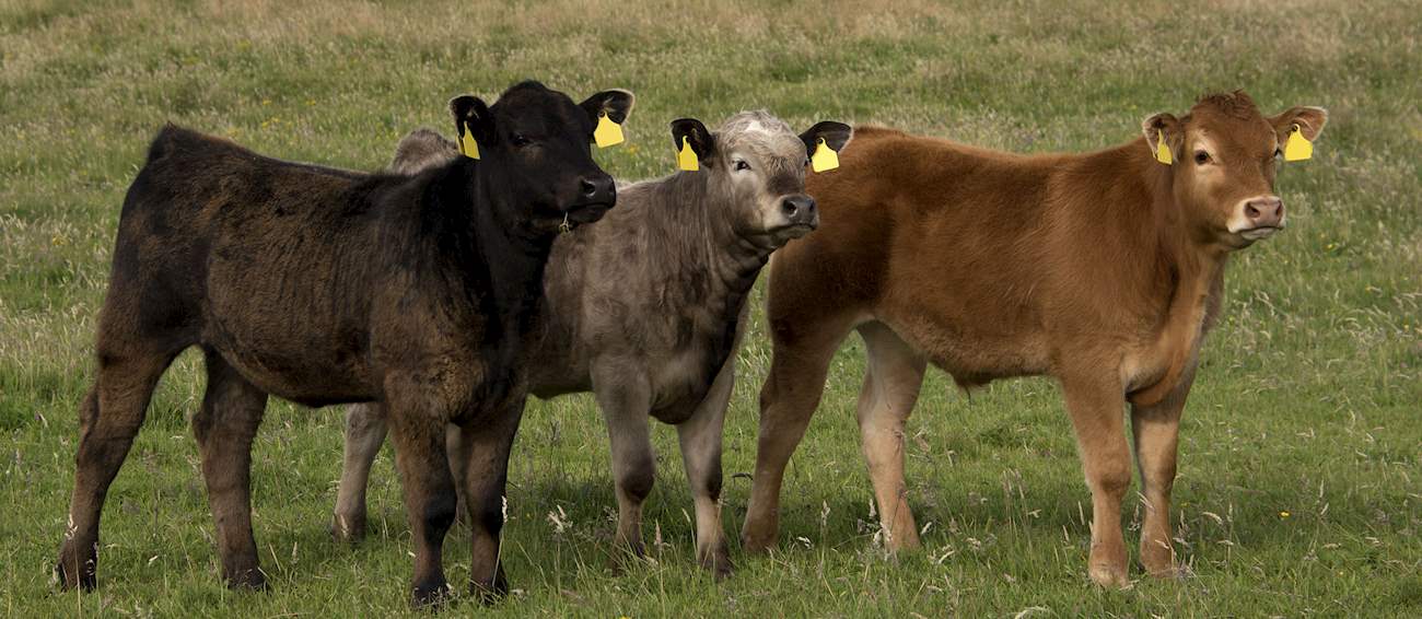 Orkney Beef | Local Beef Cattle Breed From Orkney Islands, Scotland