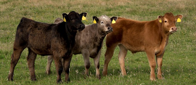 British Beef Cattle Breeds: 7 Beef Cattle Breed Types in United Kingdom ...