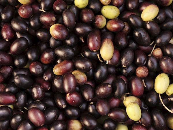 Olive De Nice Local Olive From Alpes Maritimes France Olive De Nice Local Olive From Alpes Maritimes France