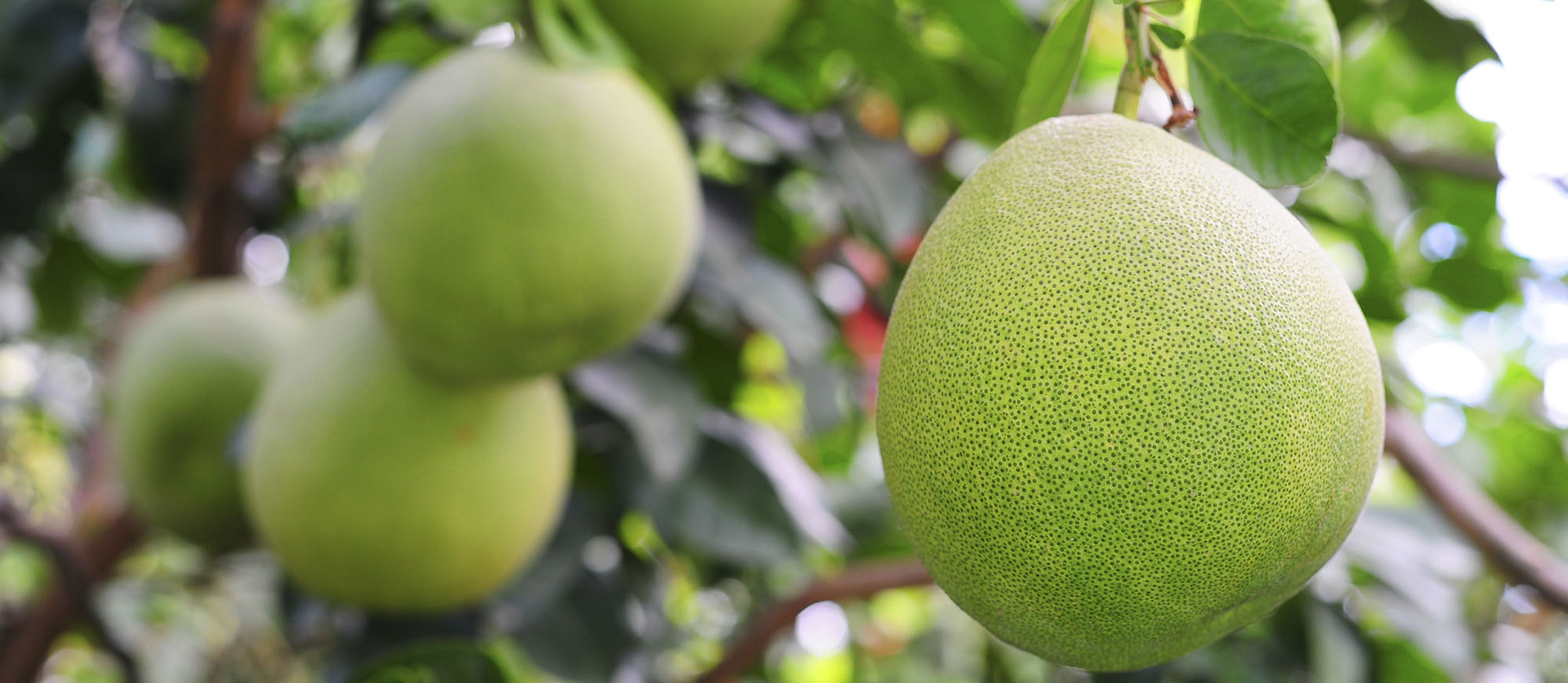 Guanxi mi You Local Pomelo From Pinghe, China