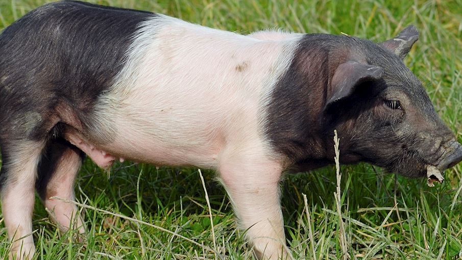 9 Most Popular French Porks TasteAtlas