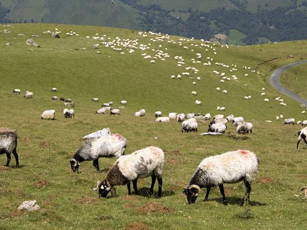 Agneau De Lait Des Pyrenees Local Lamb From Pyrenees Atlantiques France