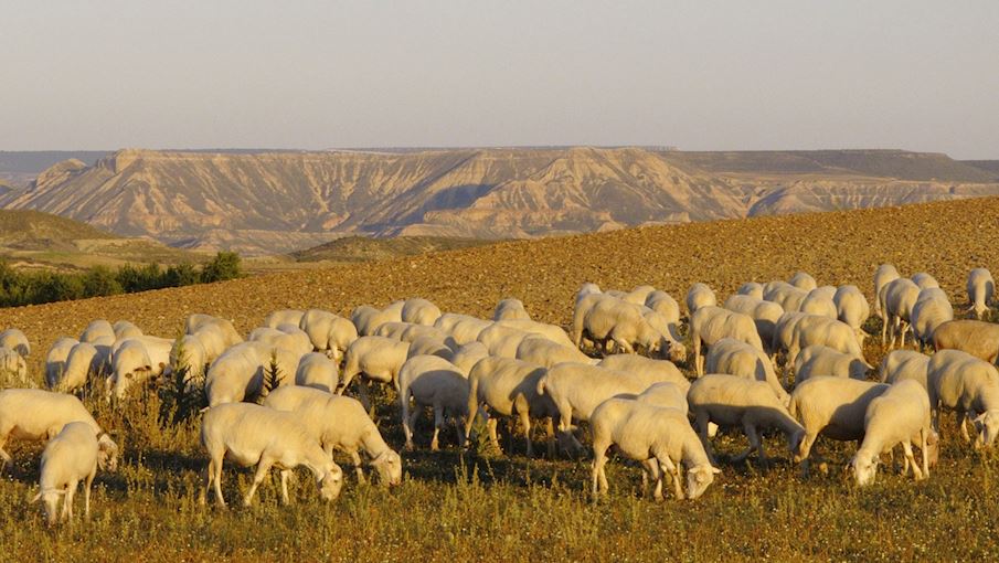 6 Most Popular Spanish Sheep TasteAtlas