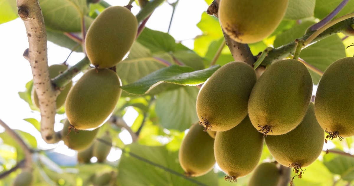 Top Kiwifruit Growing Regions & Recipes