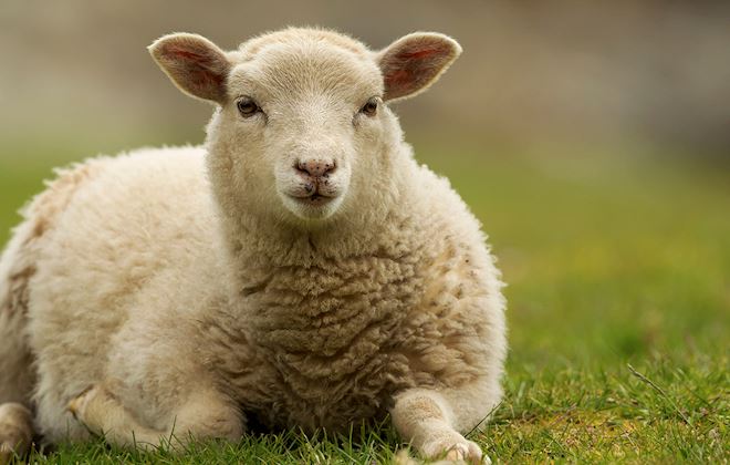 Lambs of the World: 46 Lamb Types | TasteAtlas